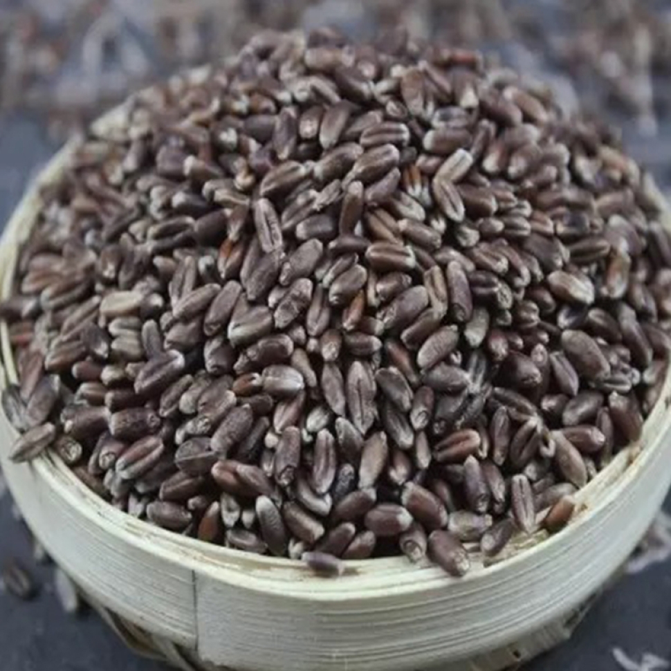 Black Wheat Organic1