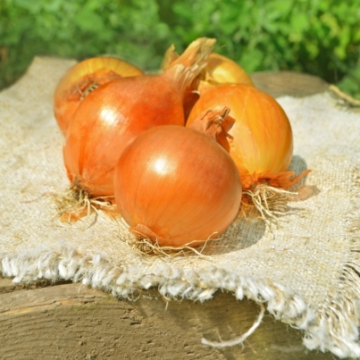 Organic Onion